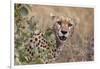 Cheetah (Acinonyx jubatus), Serengeti National Park, Tanzania, East Africa, Africa-Ashley Morgan-Framed Photographic Print