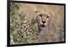 Cheetah (Acinonyx jubatus), Serengeti National Park, Tanzania, East Africa, Africa-Ashley Morgan-Framed Photographic Print