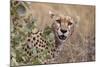 Cheetah (Acinonyx jubatus), Serengeti National Park, Tanzania, East Africa, Africa-Ashley Morgan-Mounted Photographic Print