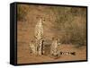 Cheetah (Acinonyx Jubatus) Siblings-James Hager-Framed Stretched Canvas