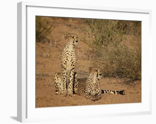 Cheetah (Acinonyx Jubatus) Siblings-James Hager-Framed Photographic Print