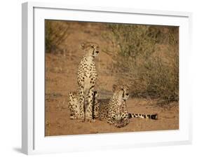 Cheetah (Acinonyx Jubatus) Siblings-James Hager-Framed Photographic Print