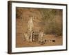 Cheetah (Acinonyx Jubatus) Siblings-James Hager-Framed Photographic Print