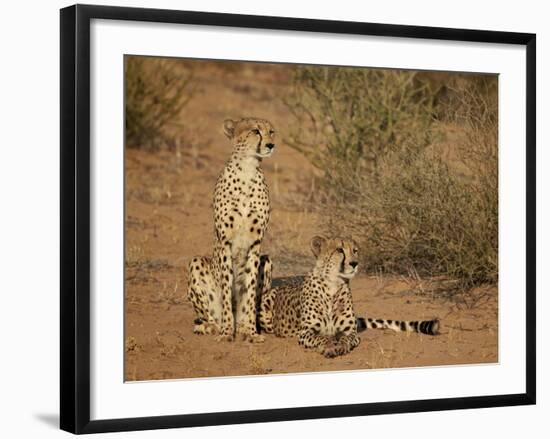 Cheetah (Acinonyx Jubatus) Siblings-James Hager-Framed Photographic Print