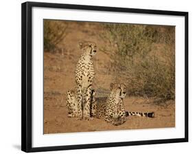 Cheetah (Acinonyx Jubatus) Siblings-James Hager-Framed Photographic Print