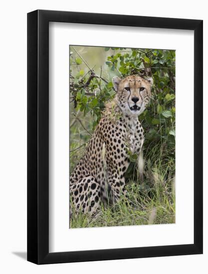 Cheetah (Acinonyx jubatus), Tsavo, Kenya.-Sergio Pitamitz-Framed Photographic Print