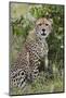 Cheetah (Acinonyx jubatus), Tsavo, Kenya.-Sergio Pitamitz-Mounted Photographic Print