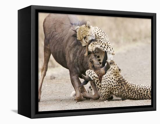 Cheetah (Acinonyx jubatus) two adults, killing Wildebeest, Kruger , South Africa-Andrew Forsyth-Framed Stretched Canvas