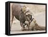 Cheetah (Acinonyx jubatus) two adults, killing Wildebeest, Kruger , South Africa-Andrew Forsyth-Framed Stretched Canvas