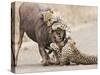 Cheetah (Acinonyx jubatus) two adults, killing Wildebeest, Kruger , South Africa-Andrew Forsyth-Stretched Canvas