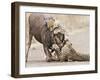 Cheetah (Acinonyx jubatus) two adults, killing Wildebeest, Kruger , South Africa-Andrew Forsyth-Framed Photographic Print