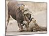 Cheetah (Acinonyx jubatus) two adults, killing Wildebeest, Kruger , South Africa-Andrew Forsyth-Mounted Photographic Print