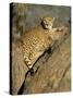 Cheetah (Acinonyx Jubatus) up a Tree in Captivity, Namibia, Africa-Steve & Ann Toon-Stretched Canvas