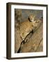 Cheetah (Acinonyx Jubatus) up a Tree in Captivity, Namibia, Africa-Steve & Ann Toon-Framed Photographic Print