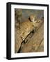 Cheetah (Acinonyx Jubatus) up a Tree in Captivity, Namibia, Africa-Steve & Ann Toon-Framed Photographic Print