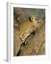 Cheetah (Acinonyx Jubatus) up a Tree in Captivity, Namibia, Africa-Steve & Ann Toon-Framed Photographic Print