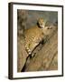 Cheetah (Acinonyx Jubatus) up a Tree in Captivity, Namibia, Africa-Steve & Ann Toon-Framed Photographic Print