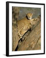 Cheetah (Acinonyx Jubatus) up a Tree in Captivity, Namibia, Africa-Steve & Ann Toon-Framed Photographic Print