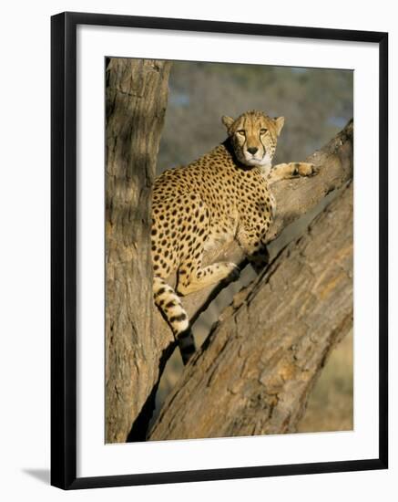 Cheetah (Acinonyx Jubatus) up a Tree in Captivity, Namibia, Africa-Steve & Ann Toon-Framed Photographic Print