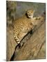 Cheetah (Acinonyx Jubatus) up a Tree in Captivity, Namibia, Africa-Steve & Ann Toon-Mounted Photographic Print