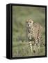 Cheetah (Acinonyx Jubatus) Walking Towards Viewer, Serengeti National Park, Tanzania-James Hager-Framed Stretched Canvas