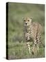 Cheetah (Acinonyx Jubatus) Walking Towards Viewer, Serengeti National Park, Tanzania-James Hager-Stretched Canvas