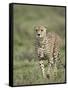 Cheetah (Acinonyx Jubatus) Walking Towards Viewer, Serengeti National Park, Tanzania-James Hager-Framed Stretched Canvas