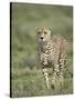 Cheetah (Acinonyx Jubatus) Walking Towards Viewer, Serengeti National Park, Tanzania-James Hager-Stretched Canvas