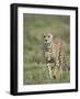 Cheetah (Acinonyx Jubatus) Walking Towards Viewer, Serengeti National Park, Tanzania-James Hager-Framed Photographic Print