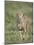 Cheetah (Acinonyx Jubatus) Walking Towards Viewer, Serengeti National Park, Tanzania-James Hager-Mounted Photographic Print