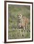 Cheetah (Acinonyx Jubatus) Walking Towards Viewer, Serengeti National Park, Tanzania-James Hager-Framed Photographic Print