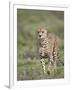 Cheetah (Acinonyx Jubatus) Walking Towards Viewer, Serengeti National Park, Tanzania-James Hager-Framed Photographic Print