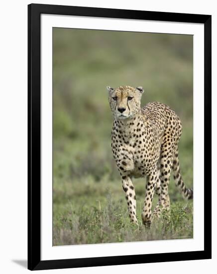 Cheetah (Acinonyx Jubatus) Walking Towards Viewer, Serengeti National Park, Tanzania-James Hager-Framed Photographic Print