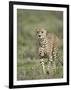 Cheetah (Acinonyx Jubatus) Walking Towards Viewer, Serengeti National Park, Tanzania-James Hager-Framed Photographic Print