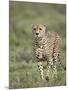 Cheetah (Acinonyx Jubatus) Walking Towards Viewer, Serengeti National Park, Tanzania-James Hager-Mounted Photographic Print