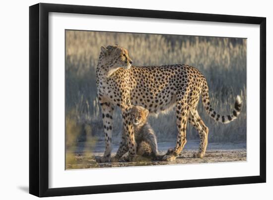 Cheetah (Acinonyx jubatus) with cub, Kgalagadi Transfrontier Park, Northern Cape, South Africa, Afr-Ann and Steve Toon-Framed Photographic Print