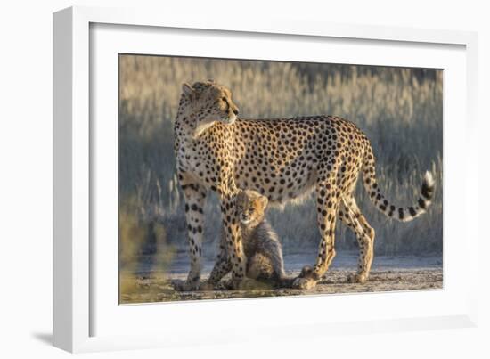 Cheetah (Acinonyx jubatus) with cub, Kgalagadi Transfrontier Park, Northern Cape, South Africa, Afr-Ann and Steve Toon-Framed Photographic Print