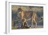 Cheetah (Acinonyx jubatus) with cub, Kgalagadi Transfrontier Park, Northern Cape, South Africa, Afr-Ann and Steve Toon-Framed Photographic Print