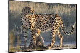 Cheetah (Acinonyx jubatus) with cub, Kgalagadi Transfrontier Park, Northern Cape, South Africa, Afr-Ann and Steve Toon-Mounted Photographic Print