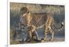 Cheetah (Acinonyx jubatus) with cub, Kgalagadi Transfrontier Park, Northern Cape, South Africa, Afr-Ann and Steve Toon-Framed Photographic Print