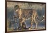 Cheetah (Acinonyx jubatus) with cub, Kgalagadi Transfrontier Park, Northern Cape, South Africa, Afr-Ann and Steve Toon-Framed Photographic Print