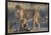 Cheetah (Acinonyx jubatus) with cub, Kgalagadi Transfrontier Park, Northern Cape, South Africa, Afr-Ann and Steve Toon-Framed Photographic Print