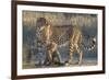 Cheetah (Acinonyx jubatus) with cub, Kgalagadi Transfrontier Park, Northern Cape, South Africa, Afr-Ann and Steve Toon-Framed Photographic Print