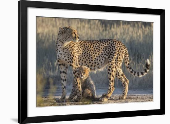 Cheetah (Acinonyx jubatus) with cub, Kgalagadi Transfrontier Park, Northern Cape, South Africa, Afr-Ann and Steve Toon-Framed Photographic Print