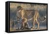 Cheetah (Acinonyx jubatus) with cub, Kgalagadi Transfrontier Park, Northern Cape, South Africa, Afr-Ann and Steve Toon-Framed Stretched Canvas