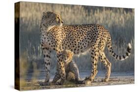 Cheetah (Acinonyx jubatus) with cub, Kgalagadi Transfrontier Park, Northern Cape, South Africa, Afr-Ann and Steve Toon-Stretched Canvas