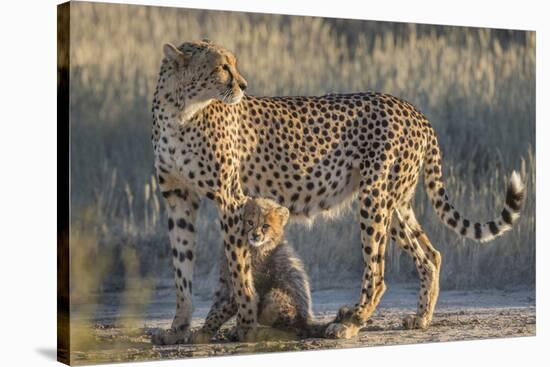 Cheetah (Acinonyx jubatus) with cub, Kgalagadi Transfrontier Park, Northern Cape, South Africa, Afr-Ann and Steve Toon-Stretched Canvas