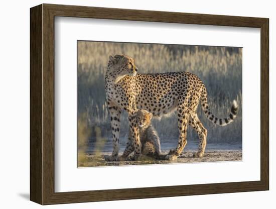 Cheetah (Acinonyx jubatus) with cub, Kgalagadi Transfrontier Park, Northern Cape, South Africa, Afr-Ann and Steve Toon-Framed Photographic Print