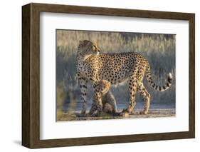 Cheetah (Acinonyx jubatus) with cub, Kgalagadi Transfrontier Park, Northern Cape, South Africa, Afr-Ann and Steve Toon-Framed Photographic Print