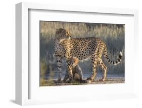 Cheetah (Acinonyx jubatus) with cub, Kgalagadi Transfrontier Park, Northern Cape, South Africa, Afr-Ann and Steve Toon-Framed Photographic Print